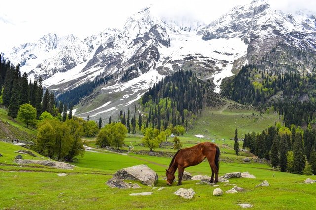 Kasmir_Gallery_1